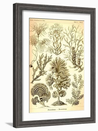 Seaweed-Ernst Haeckel-Framed Art Print