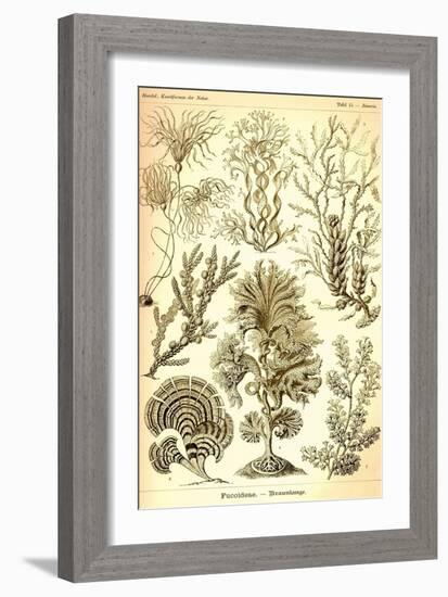 Seaweed-Ernst Haeckel-Framed Art Print