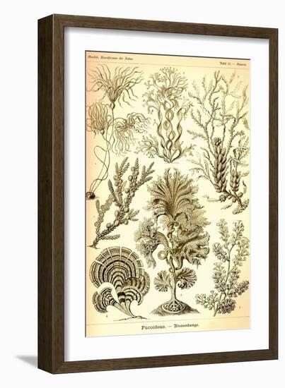 Seaweed-Ernst Haeckel-Framed Art Print