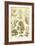 Seaweed-Ernst Haeckel-Framed Art Print