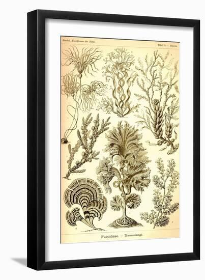 Seaweed-Ernst Haeckel-Framed Art Print