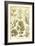 Seaweed-Ernst Haeckel-Framed Art Print