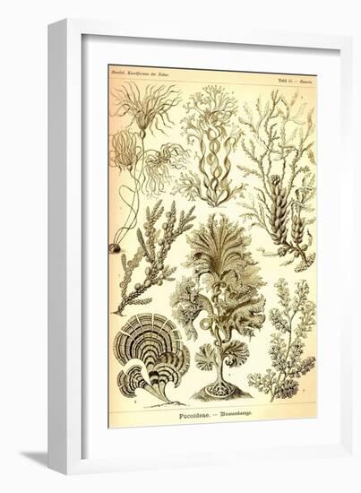 Seaweed-Ernst Haeckel-Framed Art Print