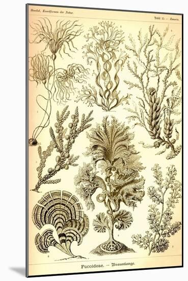Seaweed-Ernst Haeckel-Mounted Art Print