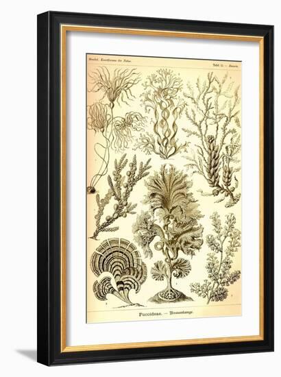 Seaweed-Ernst Haeckel-Framed Art Print