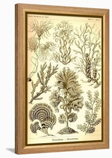 Seaweed-Ernst Haeckel-Framed Stretched Canvas