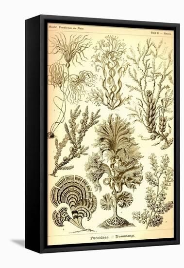 Seaweed-Ernst Haeckel-Framed Stretched Canvas