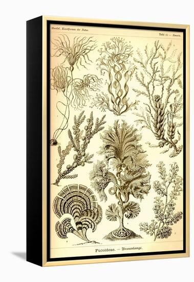 Seaweed-Ernst Haeckel-Framed Stretched Canvas