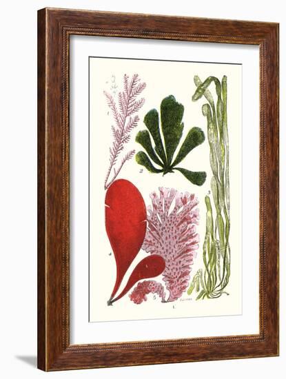 Seaweeds - Common Coralline-James Sowerby-Framed Art Print