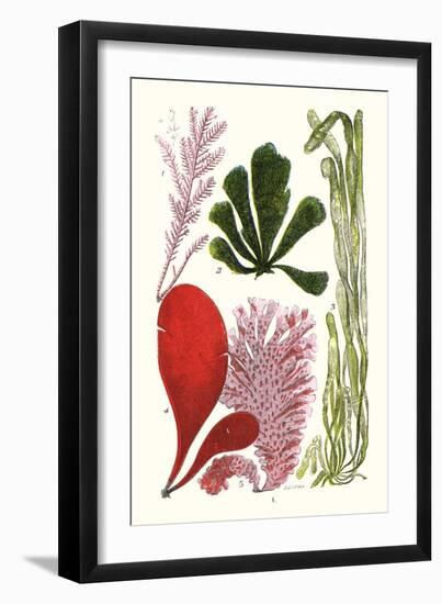 Seaweeds - Common Coralline-James Sowerby-Framed Art Print