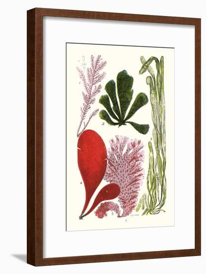 Seaweeds - Common Coralline-James Sowerby-Framed Art Print