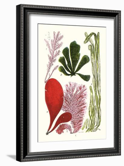 Seaweeds - Common Coralline-James Sowerby-Framed Art Print