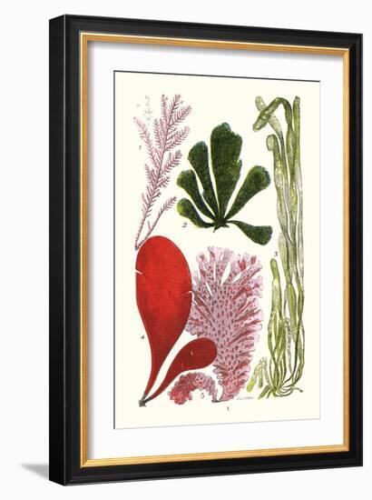 Seaweeds - Common Coralline-James Sowerby-Framed Art Print