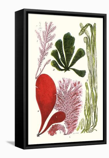 Seaweeds - Common Coralline-James Sowerby-Framed Stretched Canvas