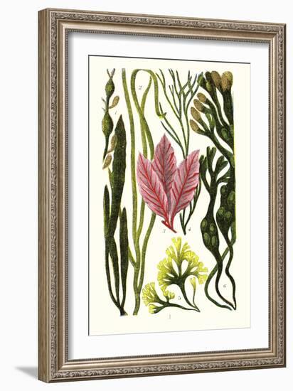 Seaweeds Grasswrack, Carrageen Moss, Bladder-Wrack-James Sowerby-Framed Art Print