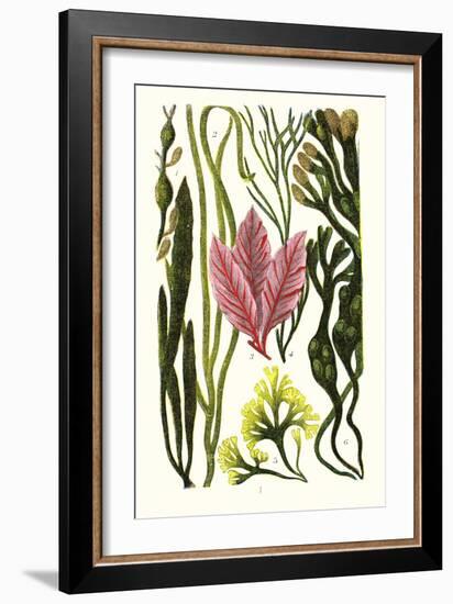 Seaweeds Grasswrack, Carrageen Moss, Bladder-Wrack-James Sowerby-Framed Art Print