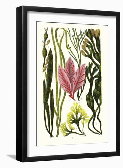 Seaweeds Grasswrack, Carrageen Moss, Bladder-Wrack-James Sowerby-Framed Art Print
