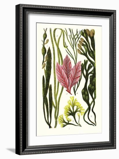 Seaweeds Grasswrack, Carrageen Moss, Bladder-Wrack-James Sowerby-Framed Art Print