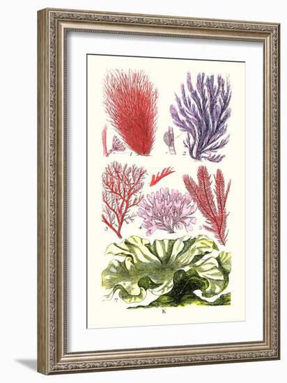 Seaweeds Green Laver-James Sowerby-Framed Art Print