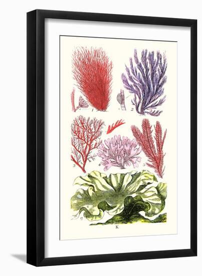 Seaweeds Green Laver-James Sowerby-Framed Art Print
