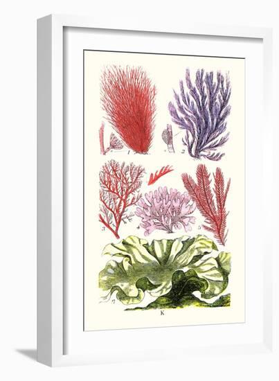 Seaweeds Green Laver-James Sowerby-Framed Art Print