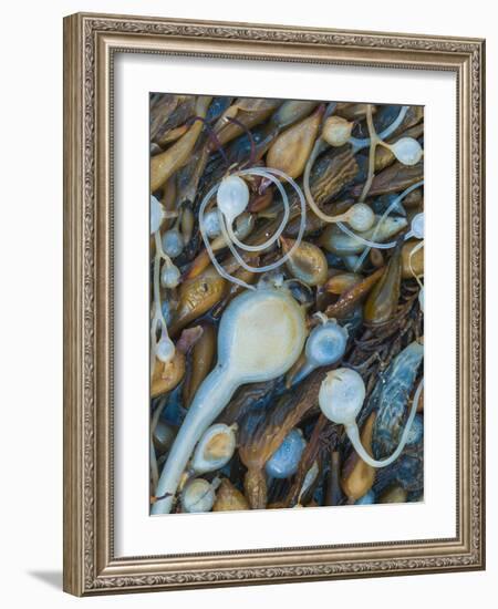 Seaweeds on the beach, Point Lobos State Reserve, California, USA-Art Wolfe-Framed Photographic Print