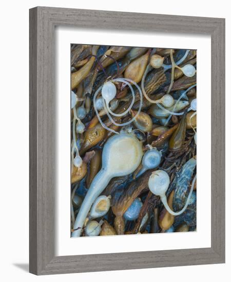 Seaweeds on the beach, Point Lobos State Reserve, California, USA-Art Wolfe-Framed Photographic Print