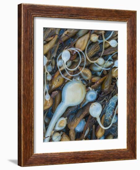 Seaweeds on the beach, Point Lobos State Reserve, California, USA-Art Wolfe-Framed Photographic Print