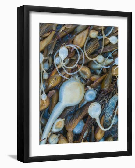 Seaweeds on the beach, Point Lobos State Reserve, California, USA-Art Wolfe-Framed Photographic Print