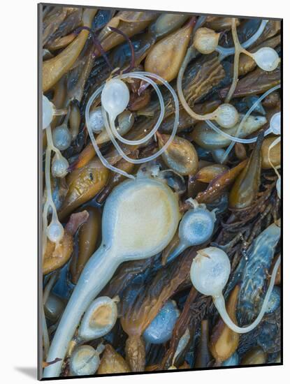 Seaweeds on the beach, Point Lobos State Reserve, California, USA-Art Wolfe-Mounted Photographic Print