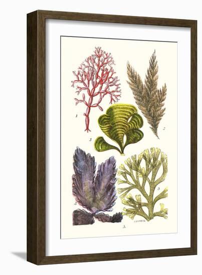 Seaweeds - Peacock's Tail-James Sowerby-Framed Art Print