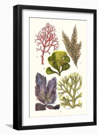 Seaweeds - Peacock's Tail-James Sowerby-Framed Art Print