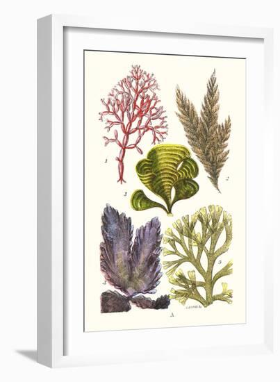 Seaweeds - Peacock's Tail-James Sowerby-Framed Art Print