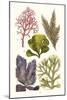 Seaweeds - Peacock's Tail-James Sowerby-Mounted Art Print