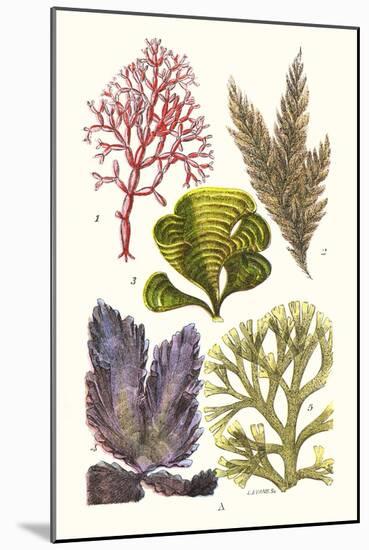 Seaweeds - Peacock's Tail-James Sowerby-Mounted Art Print