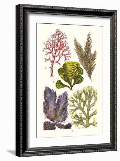 Seaweeds - Peacock's Tail-James Sowerby-Framed Art Print