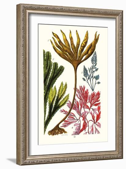 Seaweeds-James Sowerby-Framed Art Print