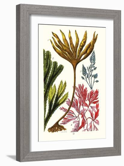 Seaweeds-James Sowerby-Framed Art Print