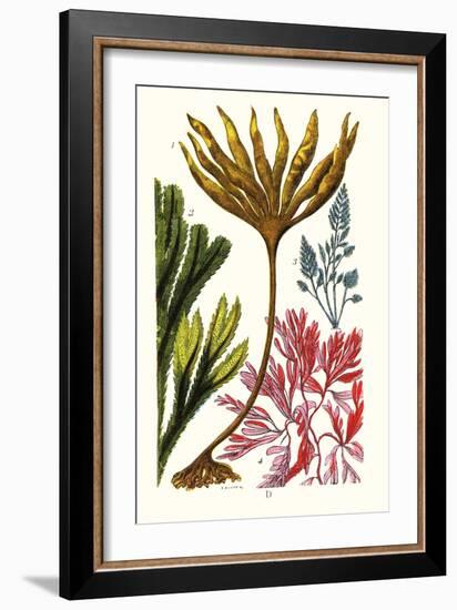 Seaweeds-James Sowerby-Framed Art Print