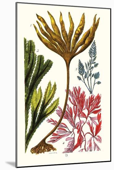 Seaweeds-James Sowerby-Mounted Art Print