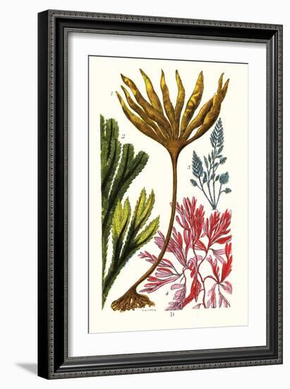 Seaweeds-James Sowerby-Framed Art Print