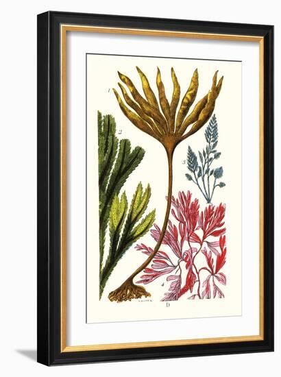 Seaweeds-James Sowerby-Framed Art Print