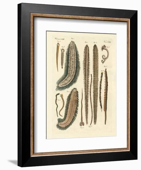 Seaworms-null-Framed Giclee Print