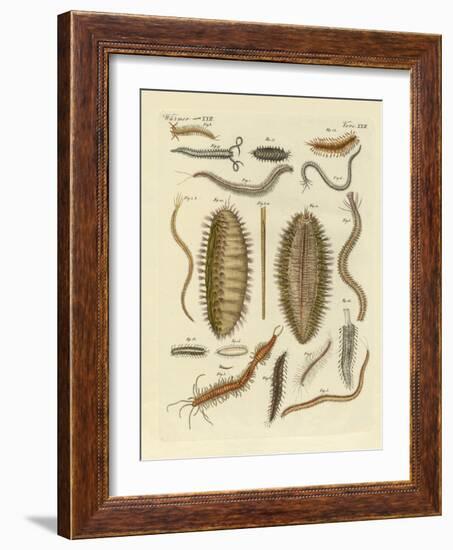 Seaworms-null-Framed Giclee Print