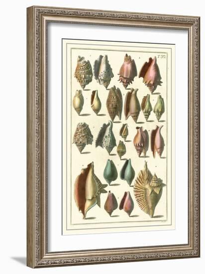 Seba Shell Collection III-Albertus Seba-Framed Art Print