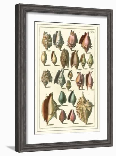 Seba Shell Collection III-Albertus Seba-Framed Art Print