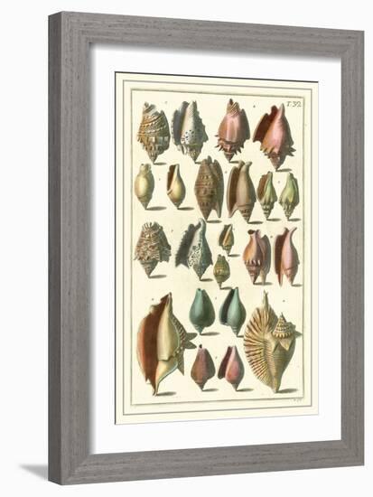 Seba Shell Collection III-Albertus Seba-Framed Art Print