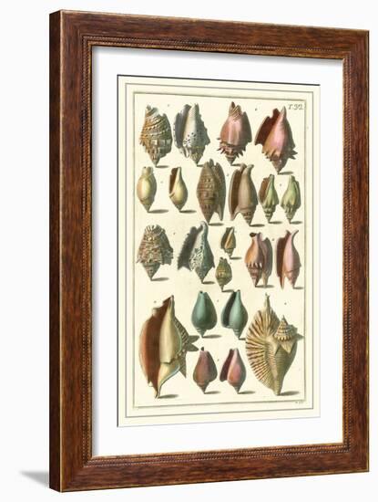 Seba Shell Collection III-Albertus Seba-Framed Art Print