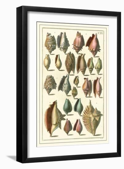 Seba Shell Collection III-Albertus Seba-Framed Art Print