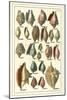 Seba Shell Collection III-Albertus Seba-Mounted Art Print